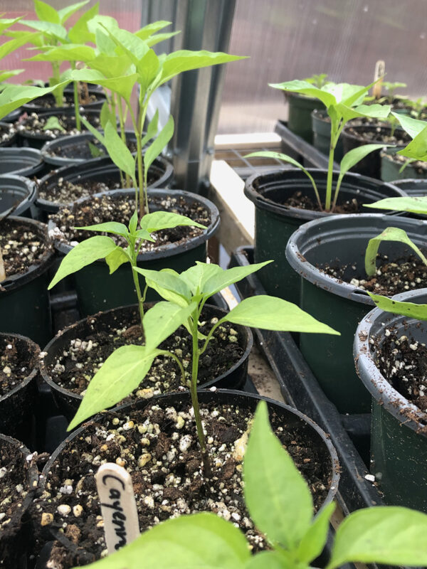 Cayenne 2021 seedlings
