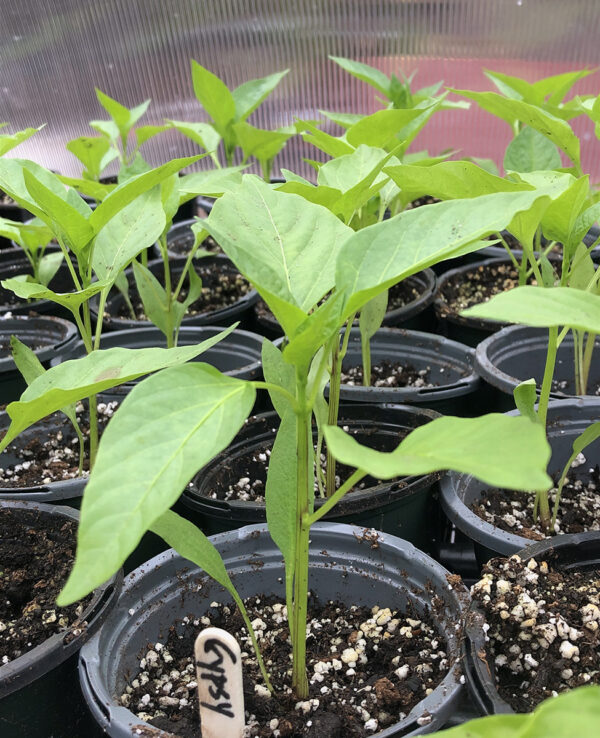 Gypsy 2021 seedlings
