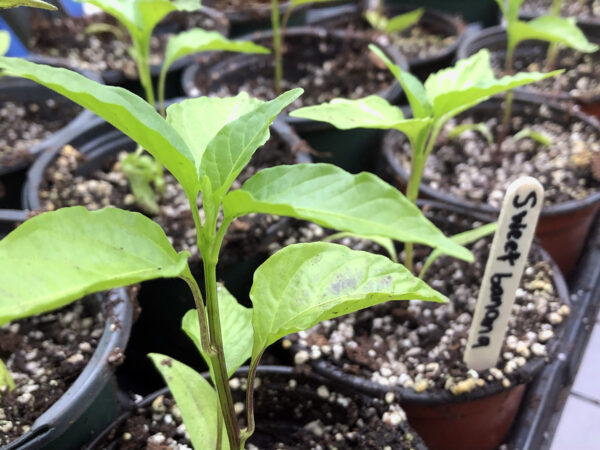 Sweet Banana 2021 seedlings