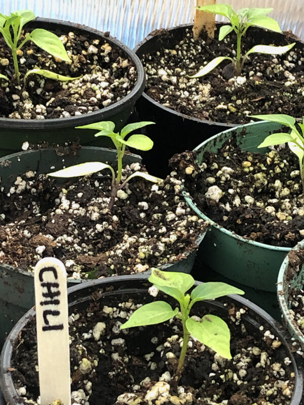 Chili 2021 seedlings