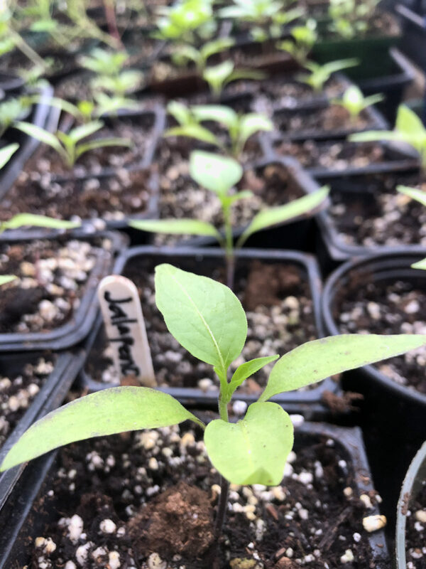 Jalapeno 2021 seedlings