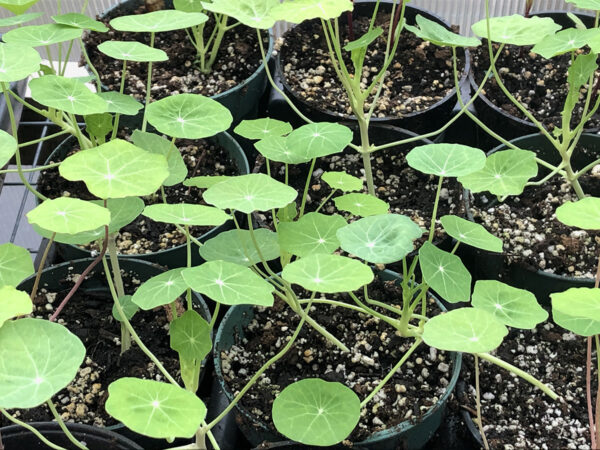 Whirlybird Nasturtiums 2021 seedlings