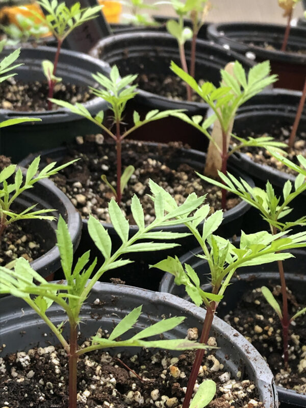 Burning Embers Marigold 2021 seedlings