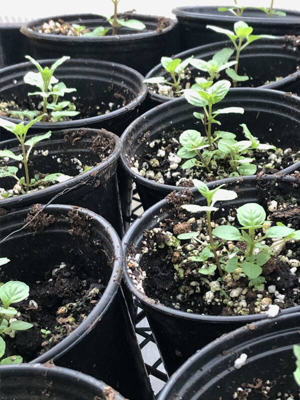 Spearmint 2021 seedlings