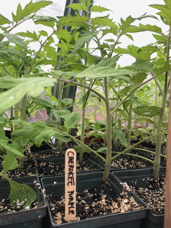 Cherokee Purple seedlings