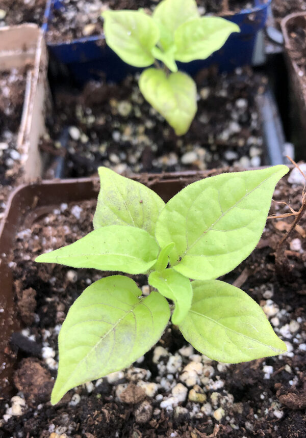 Habanero 2021 seedlings