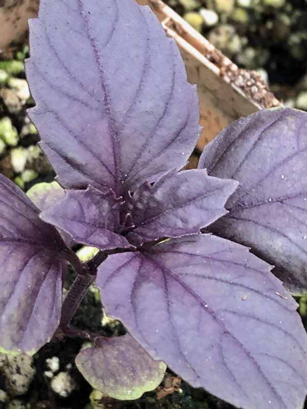 Dark Purple Opal Basil seedlings