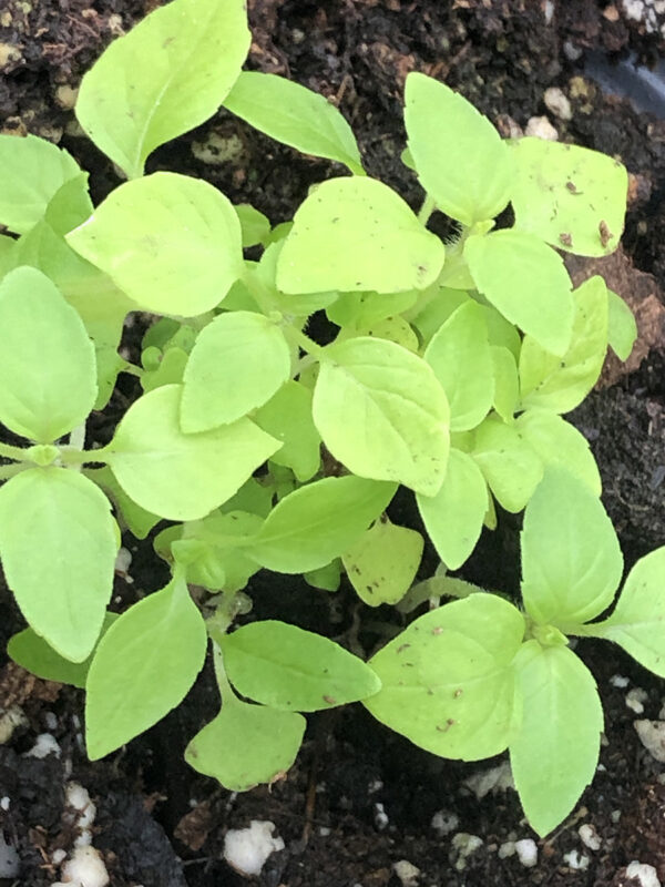 Sacred Basil (Tulsi) seedlings